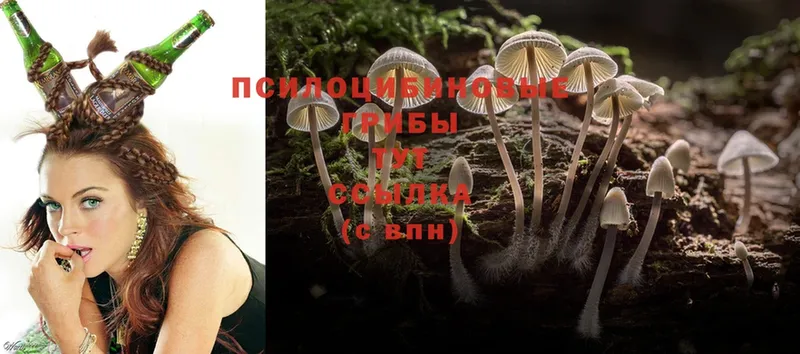 Псилоцибиновые грибы Psilocybe  Емва 